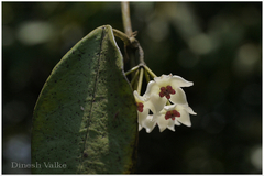 Hoya wightii